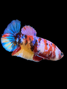 Female Halfmoon Plakat - Multicolor #346 - Live Betta Fish