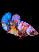 Load image into Gallery viewer, Female Halfmoon Plakat - Multicolor #346 - Live Betta Fish
