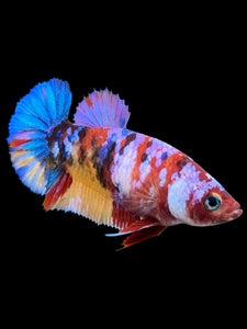 Female Halfmoon Plakat - Multicolor #346 - Live Betta Fish