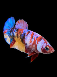 Female Halfmoon Plakat - Multicolor #346 - Live Betta Fish