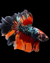 Load image into Gallery viewer, Male Rosetail - Nemo Copper #347 - Live Betta Fish
