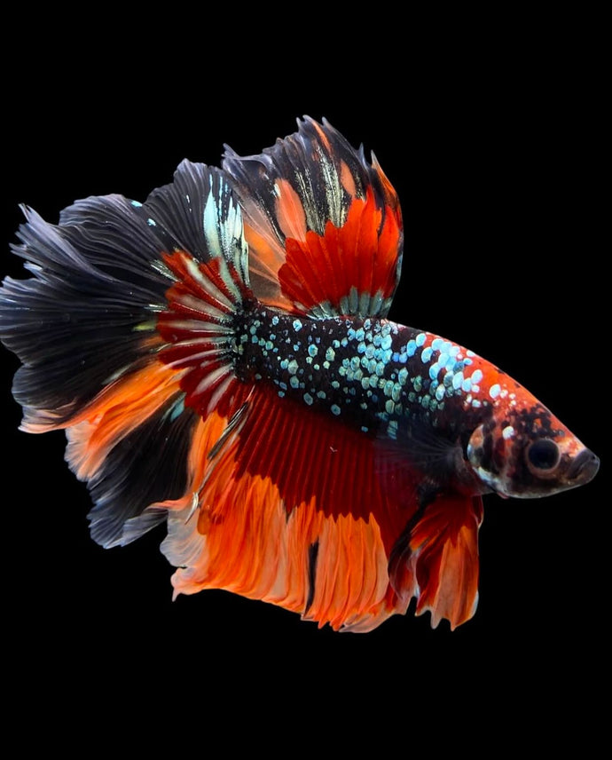 Male Rosetail - Nemo Copper #347 - Live Betta Fish