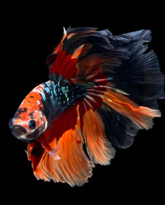 Male Rosetail - Nemo Copper #347 - Live Betta Fish