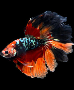 Male Rosetail - Nemo Copper #347 - Live Betta Fish