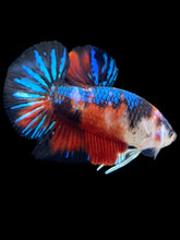 Load image into Gallery viewer, Male Halfmoon Plakat - Red Galaxy #347 - Live Betta Fish
