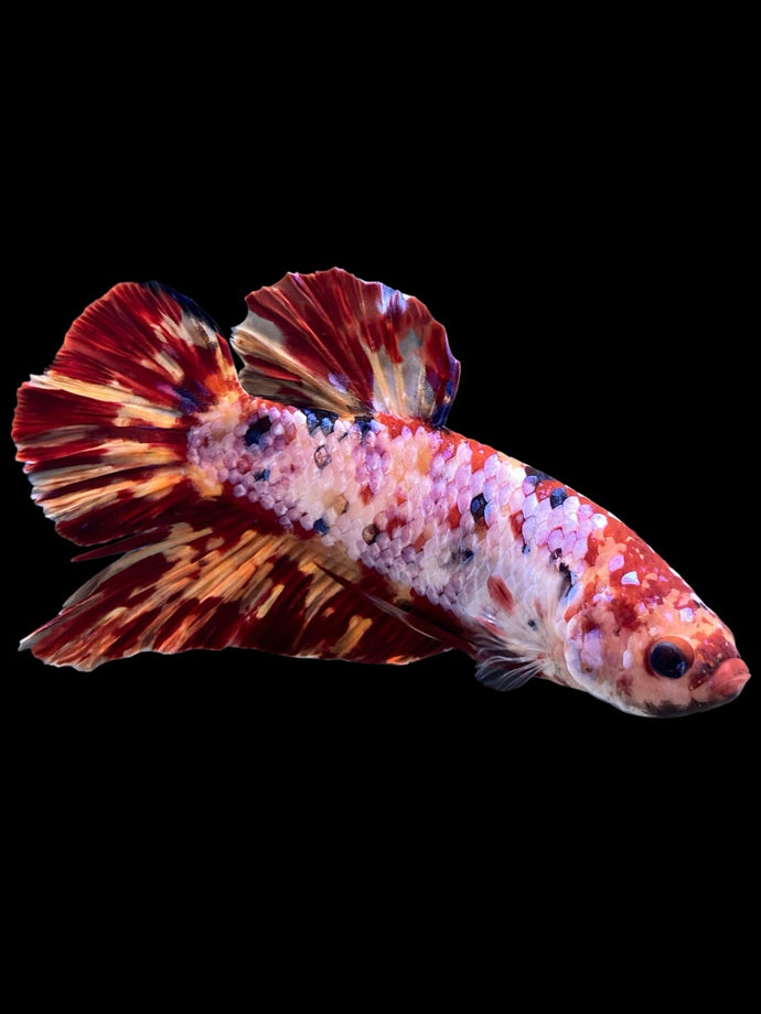 GIANT Male Halfmoon Plakat - Multicolor #349 - Live Betta Fish