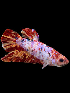 GIANT Male Halfmoon Plakat - Multicolor #349 - Live Betta Fish