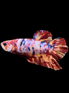 GIANT Male Halfmoon Plakat - Multicolor #349 - Live Betta Fish