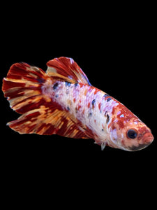 GIANT Male Halfmoon Plakat - Multicolor #349 - Live Betta Fish