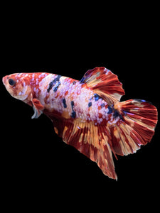 GIANT Male Halfmoon Plakat - Multicolor #349 - Live Betta Fish