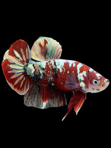 Male Halfmoon Plakat - Red Gold Glitter #350 - Live Betta Fish