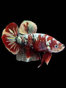 Male Halfmoon Plakat - Red Gold Glitter #350 - Live Betta Fish