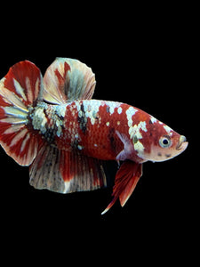 Male Halfmoon Plakat - Red Gold Glitter #350 - Live Betta Fish