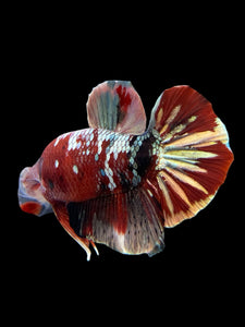 Male Halfmoon Plakat - Red Gold Glitter #350 - Live Betta Fish