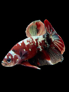 Male Halfmoon Plakat - Red Gold Glitter #350 - Live Betta Fish