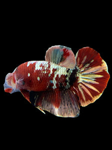 Male Halfmoon Plakat - Red Gold Glitter #350 - Live Betta Fish