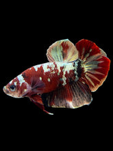 Load image into Gallery viewer, Male Halfmoon Plakat - Red Gold Glitter #350 - Live Betta Fish
