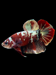 Male Halfmoon Plakat - Red Gold Glitter #350 - Live Betta Fish