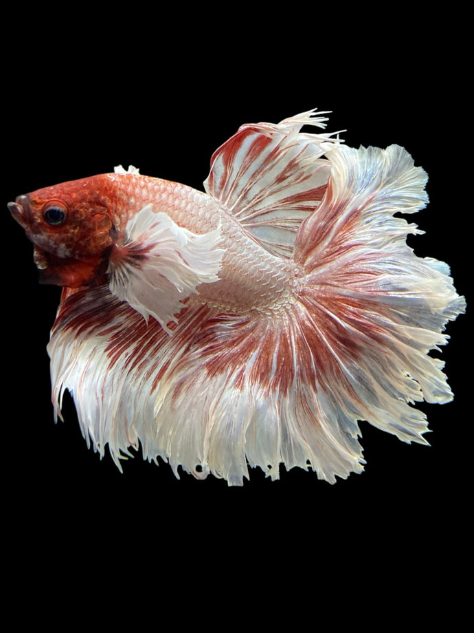 Male Rosetail - Dumbo #351 - Live Betta Fish