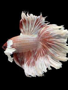 Male Rosetail - Dumbo #351 - Live Betta Fish