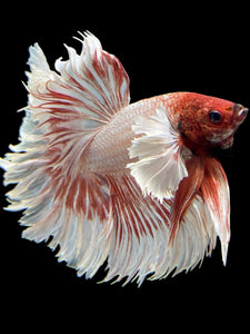 Male Rosetail - Dumbo #351 - Live Betta Fish