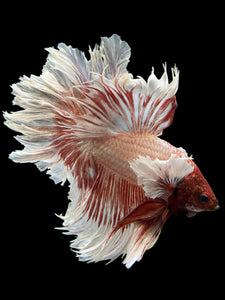 Male Rosetail - Dumbo #351 - Live Betta Fish