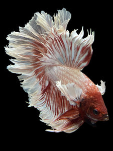 Male Rosetail - Dumbo #351 - Live Betta Fish