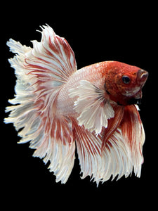 Male Rosetail - Dumbo #351 - Live Betta Fish