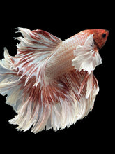 Load image into Gallery viewer, Male Rosetail - Dumbo #351 - Live Betta Fish
