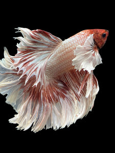 Male Rosetail - Dumbo #351 - Live Betta Fish