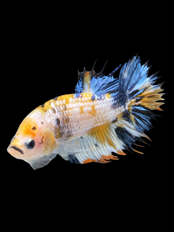 Male Crowntail Plakat - Candy #352 - Live Betta Fish