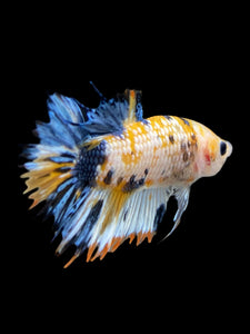 Male Crowntail Plakat - Candy #352 - Live Betta Fish