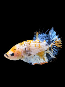 Male Crowntail Plakat - Candy #352 - Live Betta Fish