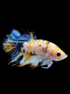 Male Crowntail Plakat - Candy #352 - Live Betta Fish