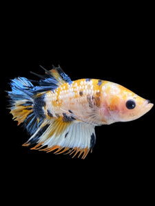 Male Crowntail Plakat - Candy #352 - Live Betta Fish