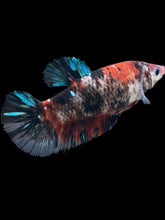Load image into Gallery viewer, GIANT Female Halfmoon Plakat - Galaxy #354 Live Betta Fish

