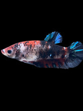 Load image into Gallery viewer, GIANT Female Halfmoon Plakat - Galaxy #354 Live Betta Fish
