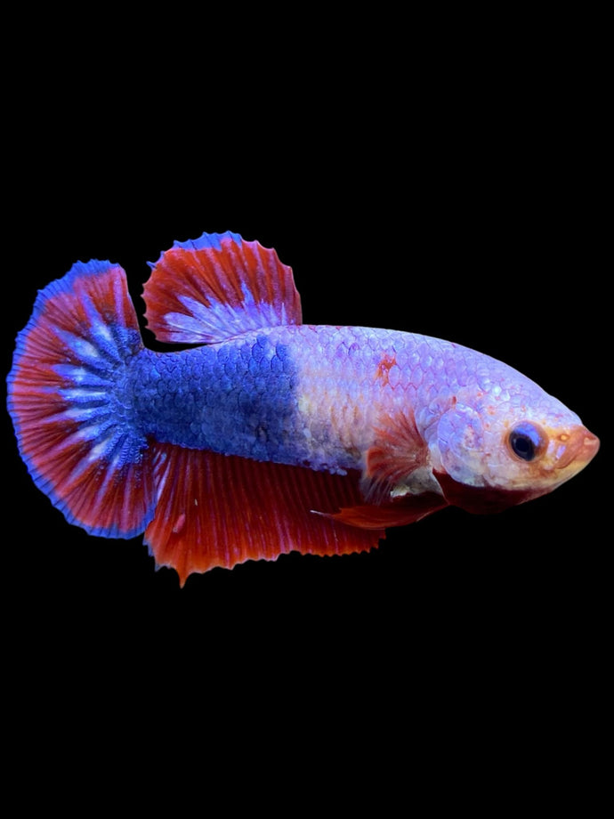 Female Halfmoon Plakat - Fancy Dragon #355 - Live Betta Fish