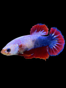 Female Halfmoon Plakat - Fancy Dragon #355 - Live Betta Fish