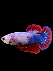 Female Halfmoon Plakat - Fancy Dragon #355 - Live Betta Fish