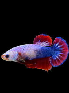 Female Halfmoon Plakat - Fancy Dragon #355 - Live Betta Fish