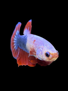 Female Halfmoon Plakat - Fancy Dragon #355 - Live Betta Fish