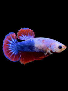 Female Halfmoon Plakat - Fancy Dragon #355 - Live Betta Fish