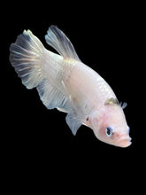 Load image into Gallery viewer, GIANT Male Halfmoon Plakat - Metallic Tancho #356 - Live Betta Fish
