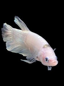 GIANT Male Halfmoon Plakat - Metallic Tancho #356 - Live Betta Fish