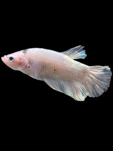 GIANT Male Halfmoon Plakat - Metallic Tancho #356 - Live Betta Fish