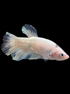 GIANT Male Halfmoon Plakat - Metallic Tancho #356 - Live Betta Fish