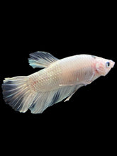 Load image into Gallery viewer, GIANT Male Halfmoon Plakat - Metallic Tancho #356 - Live Betta Fish
