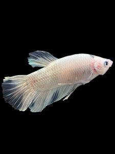 GIANT Male Halfmoon Plakat - Metallic Tancho #356 - Live Betta Fish