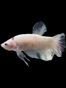 GIANT Male Halfmoon Plakat - Metallic Tancho #356 - Live Betta Fish